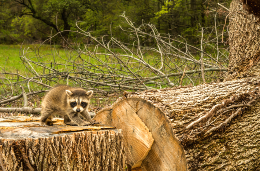  Demand is driving deforestation — what can companies do?